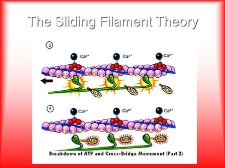 The Sliding Filament Theory. Steps to the Sliding Filament Theory 1.A message originates in the brain and is released to the central nervous system (CNS)