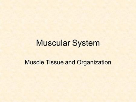 Muscle Tissue and Organization