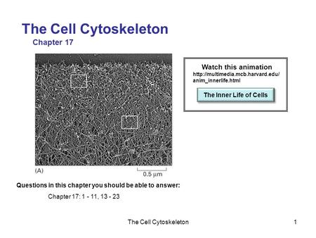 The Cell Cytoskeleton1 Chapter 17 Questions in this chapter you should be able to answer: Chapter 17: 1 - 11, 13 - 23 Watch this animation