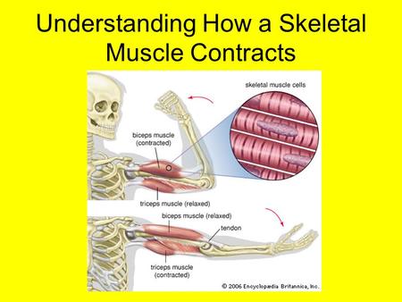 Understanding How a Skeletal Muscle Contracts