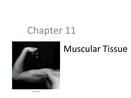 Chapter 11 Muscular Tissue ehow.com.