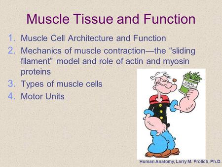 Human Anatomy, Larry M. Frolich, Ph.D. Muscle Tissue and Function 1. Muscle Cell Architecture and Function 2. Mechanics of muscle contraction—the “sliding.
