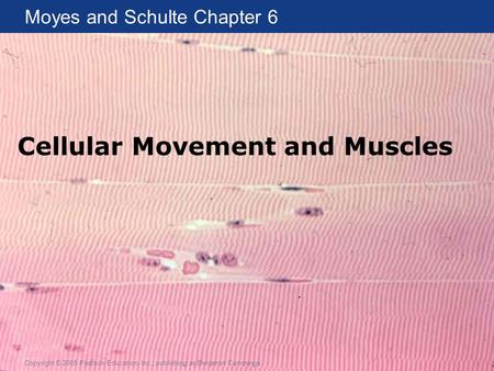 Moyes and Schulte Chapter 6 Copyright © 2005 Pearson Education, Inc., publishing as Benjamin Cummings Cellular Movement and Muscles.