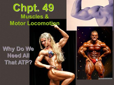 Chpt. 49 Muscles & Motor Locomotion Why Do We Need All That ATP?