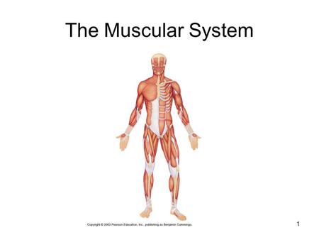 The Muscular System.