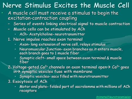 Nerve Stimulus Excites the Muscle Cell A muscle cell must receive a stimulus to begin the excitation-contraction couplingA muscle cell must receive a stimulus.