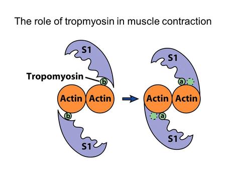 The role of tropmyosin in muscle contraction. 9.7 Nonmuscle motility (1) Actin-binding proteins affect the localized assembly or disassembly of the actin.