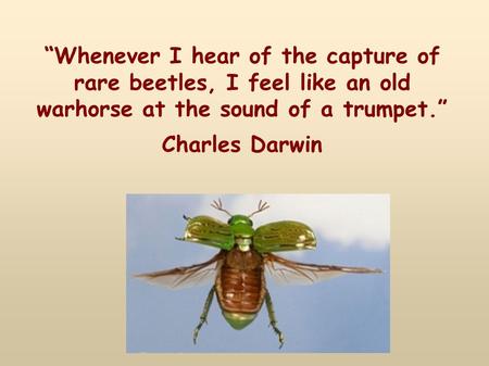 “Whenever I hear of the capture of rare beetles, I feel like an old warhorse at the sound of a trumpet.” Charles Darwin.