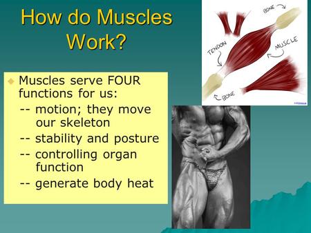 How do Muscles Work?   Muscles serve FOUR functions for us: -- motion; they move our skeleton -- stability and posture -- controlling organ function.