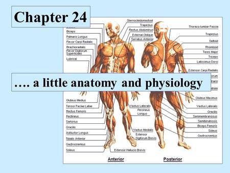 Chapter 24 …. a little anatomy and physiology. Levels of organization in the vertebrate body.