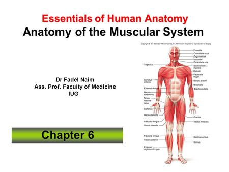Essentials of Human Anatomy Anatomy of the Muscular System