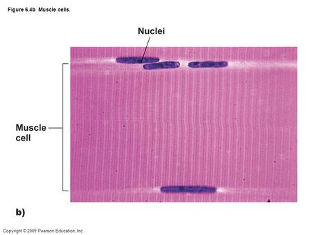 Copyright © 2009 Pearson Education, Inc. Figure 6.4b Muscle cells.