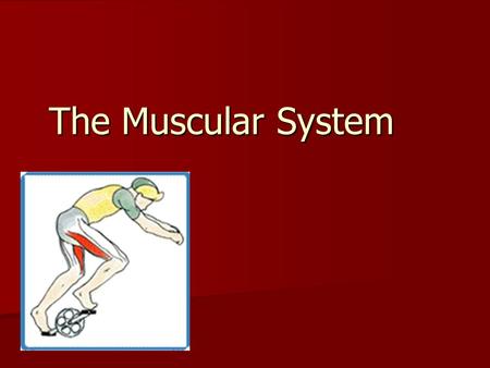 The Muscular System. Muscular System Functions MOVEMENT MOVEMENT Maintain Posture Maintain Posture Stabilize Joints Stabilize Joints Generate HEAT Generate.