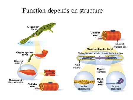 Function depends on structure