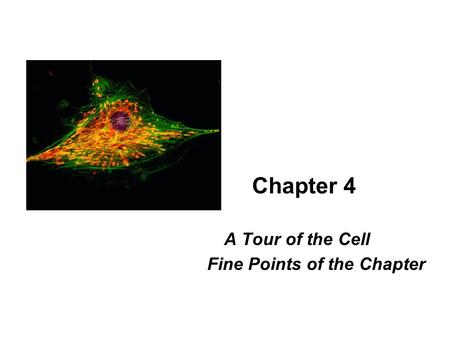 Chapter 4 A Tour of the Cell Fine Points of the Chapter.