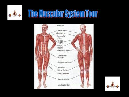 The Muscular System Tour