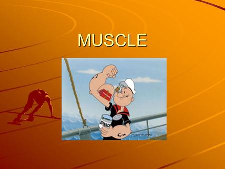 MUSCLE. Skeletal Muscle Muscle attaches to bones by tendons at both ends –The less movable end (anchor) is called the origin –The end where bones moves.