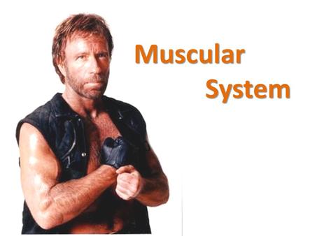 P - Muscular System System. Skeletal Muscle Structure Skeletal Muscle: The muscle that moves the body. (including arm/leg movement and facial expressions)
