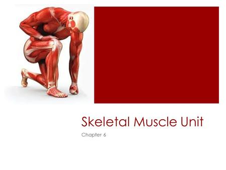 Skeletal Muscle Unit Chapter 6.