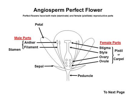 Angiosperm Perfect Flower