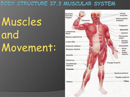 Body Structure 37.3 Muscular System