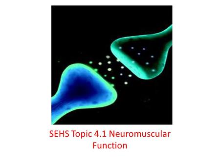 SEHS Topic 4.1 Neuromuscular Function