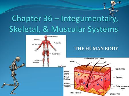 Chapter 36 – Integumentary, Skeletal, & Muscular Systems