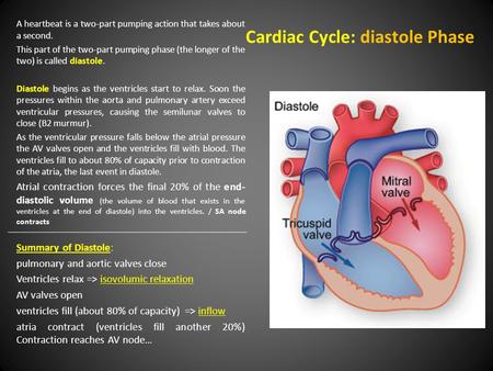 Cardiac Cycle: diastole Phase