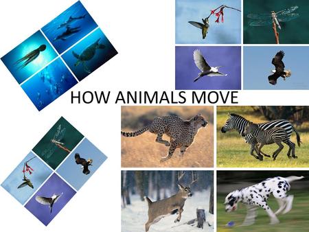 HOW ANIMALS MOVE.