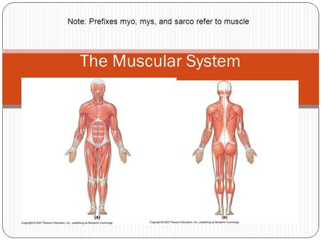 Note: Prefixes myo, mys, and sarco refer to muscle
