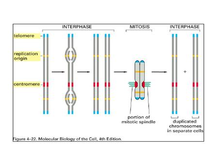 Centromeres Heterochromatin Kinetochore - spindle fiber attachment