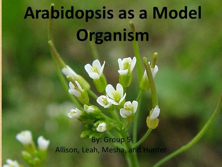 Arabidopsis as a Model Organism By: Group 5 Allison, Leah, Mesha, and Hunter.