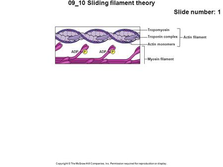 09_10 Sliding filament theory Slide number: 1 Copyright © The McGraw-Hill Companies, Inc. Permission required for reproduction or display. Tropomyosin.