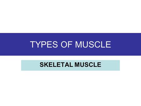 TYPES OF MUSCLE SKELETAL MUSCLE. Skeletal Muscle They are used in locomotion and all other voluntary movement. They are fastened to the bones of the.