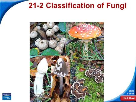 End Show Slide 1 of 44 Copyright Pearson Prentice Hall 21-2 Classification of Fungi.