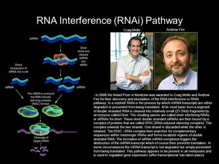 RNA Interference (RNAi) Pathway