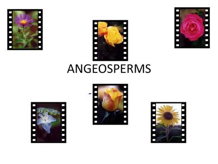 ANGEOSPERMS. GENERAL CHARACTERISTICS Enclose their seed in masses of tissue = fruit – Fruit protects and aids in the distribution of seeds Their xylem.