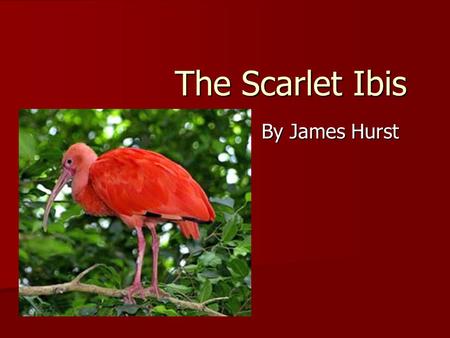 The Scarlet Ibis By James Hurst.
