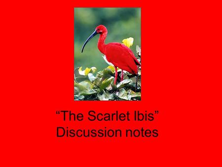 “The Scarlet Ibis” Discussion notes