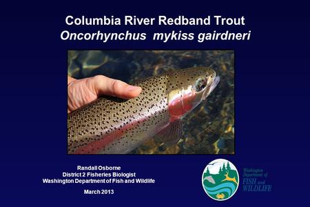 Columbia River Redband Trout Oncorhynchus mykiss gairdneri Randall Osborne District 2 Fisheries Biologist Washington Department of Fish and Wildlife March.