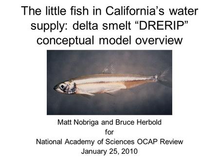 The little fish in California’s water supply: delta smelt “DRERIP” conceptual model overview Matt Nobriga and Bruce Herbold for National Academy of Sciences.
