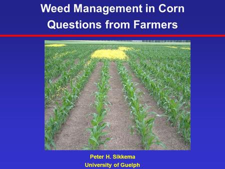 Peter H. Sikkema University of Guelph Weed Management in Corn Questions from Farmers.