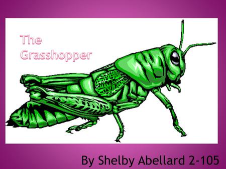 By Shelby Abellard 2-105.  The Grasshopper is an insect.  A grasshopper has three body parts. They are:  HEAD  THORAX  ABDOMEM  THE life cycle of.