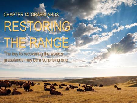 CHAPTER 14 GRASSLANDS RESTORING THE RANGE The key to recovering the world’s grasslands may be a surprising one.