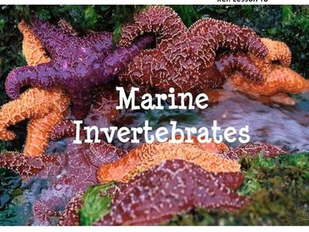 Introduction to Marine Invertebrates