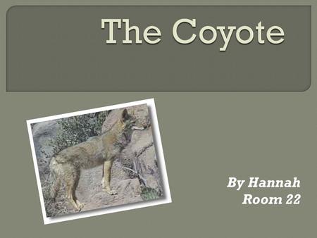 By Hannah Room 22 The coyote is a member of the dog family. In size and shape the coyote is like a medium-sized Collie dog, but its tail is round and.