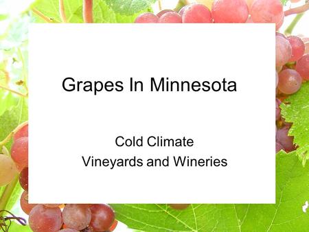 Grapes In Minnesota Cold Climate Vineyards and Wineries.