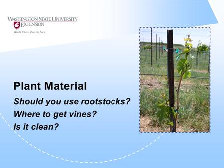 Plant Material Should you use rootstocks? Where to get vines? Is it clean?