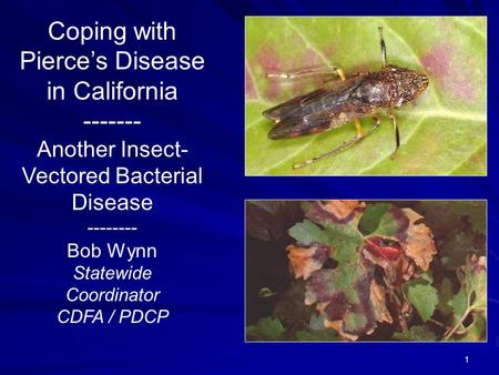 1 Coping with Pierce’s Disease in California ------- Another Insect- Vectored Bacterial Disease -------- Bob Wynn Statewide Coordinator CDFA / PDCP.