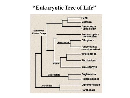 “Eukaryotic Tree of Life”. F F F “FUNGI” are POLYPHYLETIC.